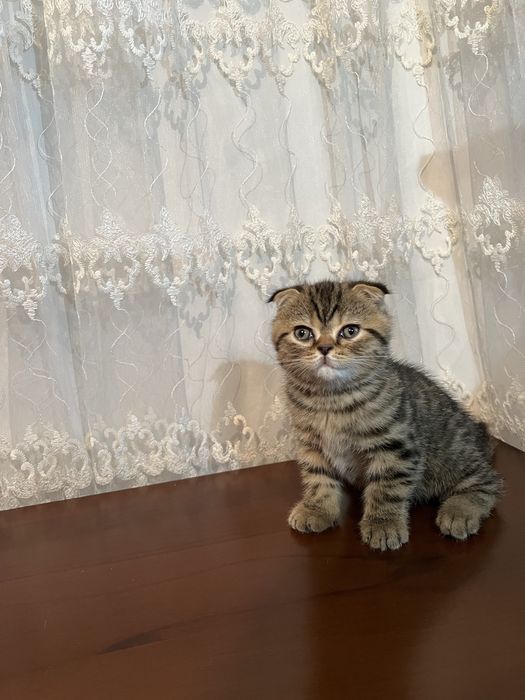 Котята скоттиш фолд и страйт