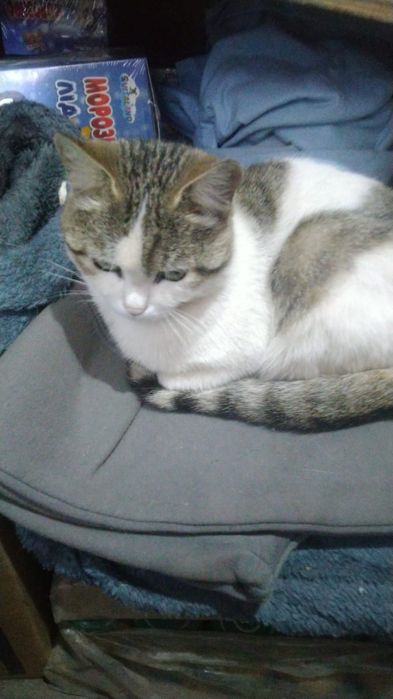 Кошечка добрым людям