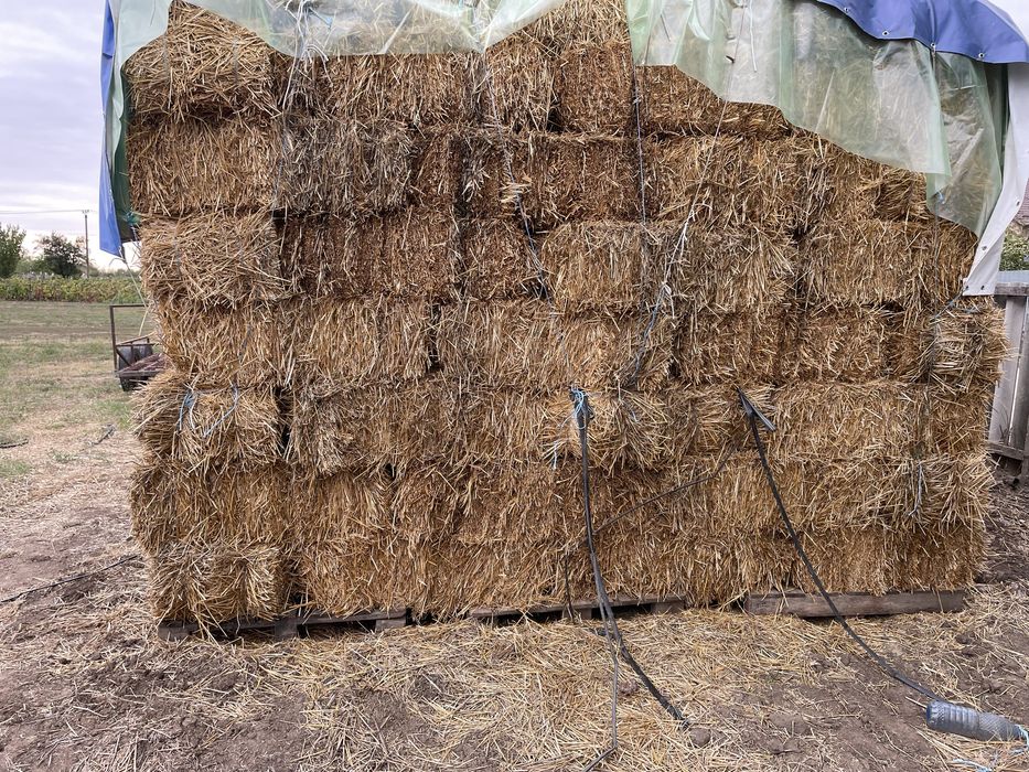 Baloti paie peste 50 buc - 5 lei
