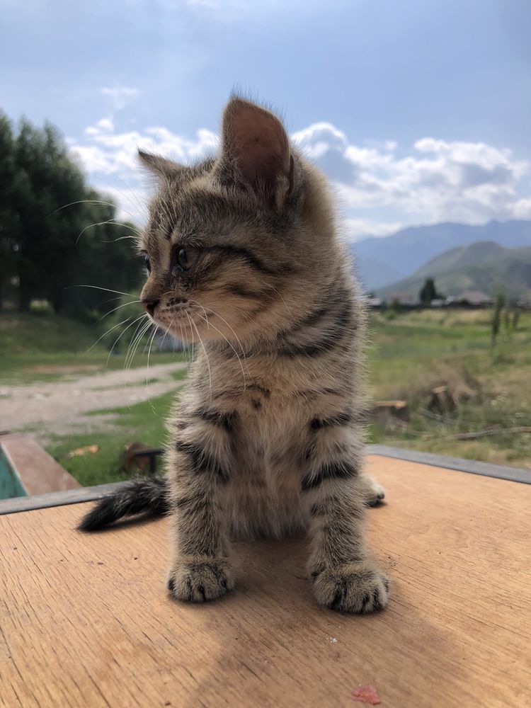 Котята бесплатно