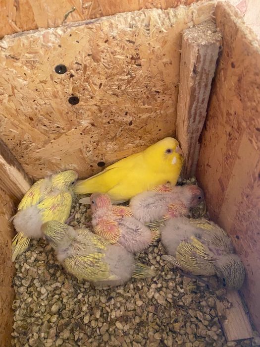 Vand papagli en-gros