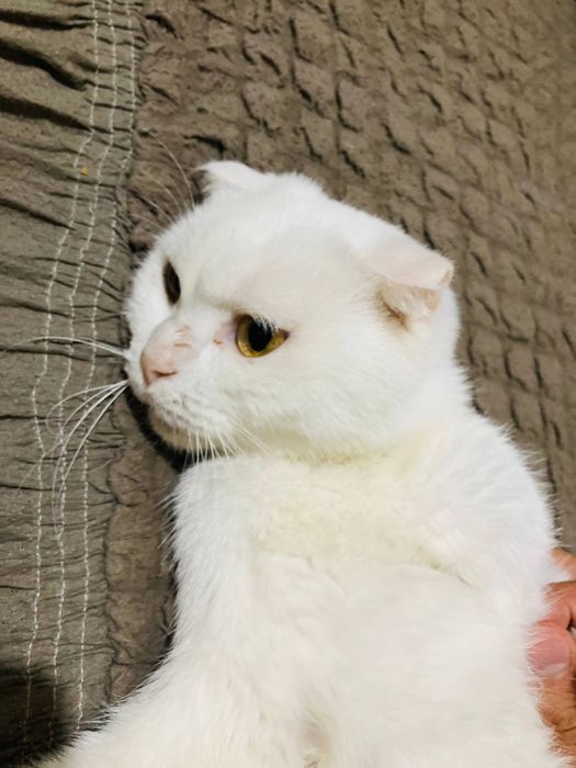 Домашная кошка .