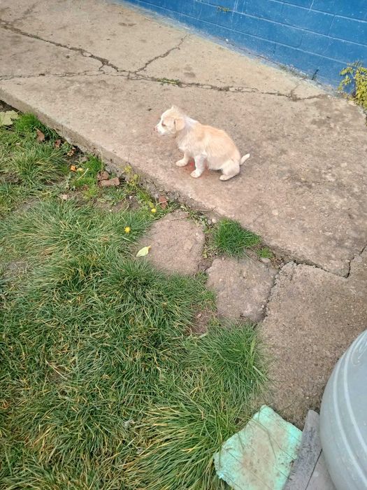 Catei Pentru Adoptie S.O.S