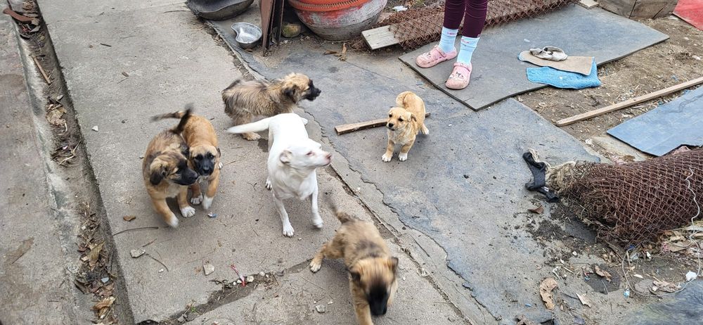 Donez căței de curte