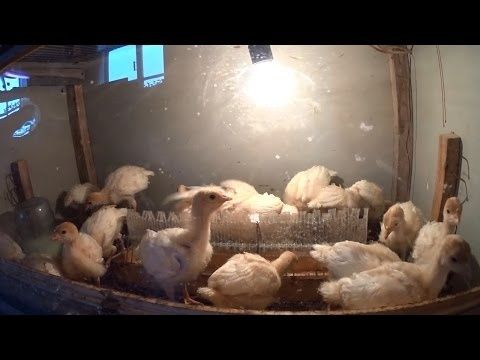 Продаются индюшата