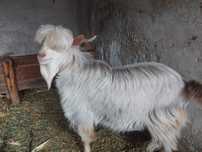 Vând țap 1 an negociabil