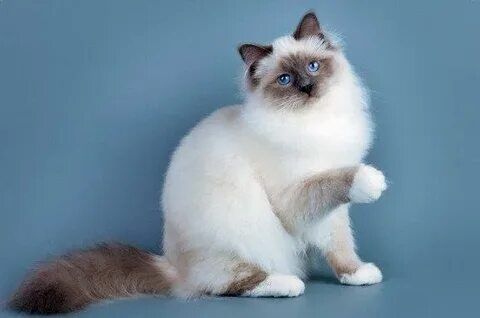 Отдам бесплатно кошечку