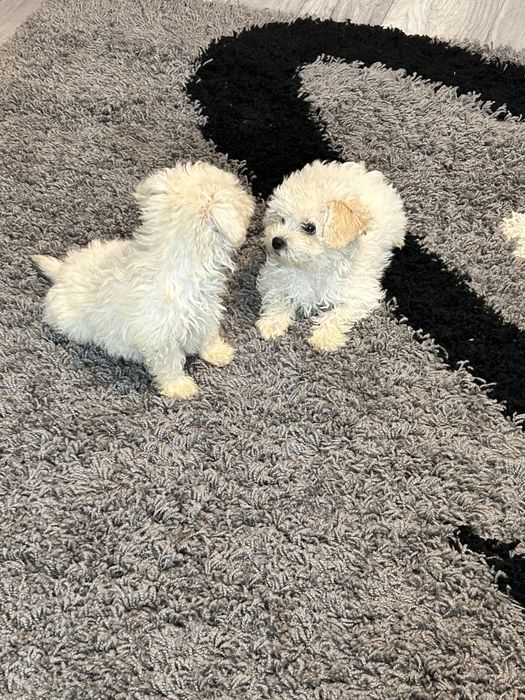 Pui Bichon Maltez - 2 băieți