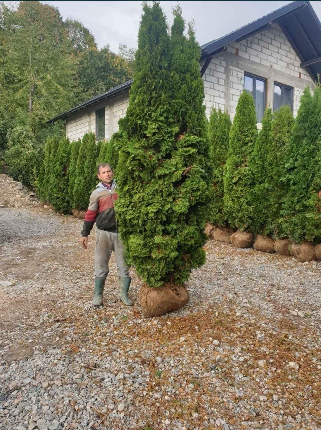 Vând ce mai mare gamă de plante ornamentale după piață prețuri accesib