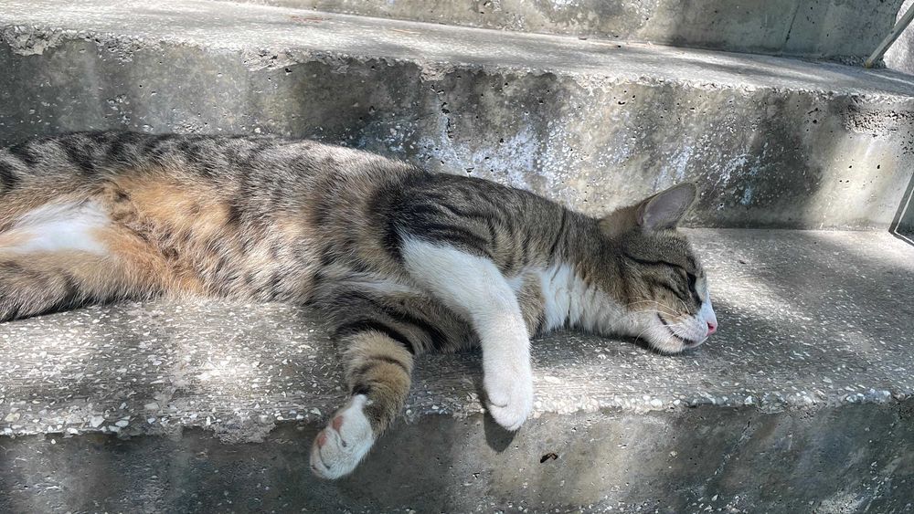 Rio, motanel castrat pentru adoptie