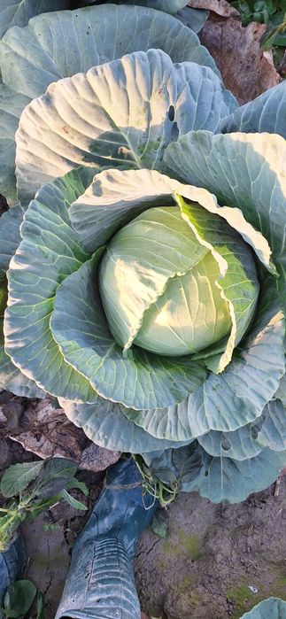 Varza escazu,coronet,lagrima și kilaherb