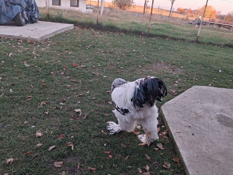 Vand  cocosi brahma herminat deschis