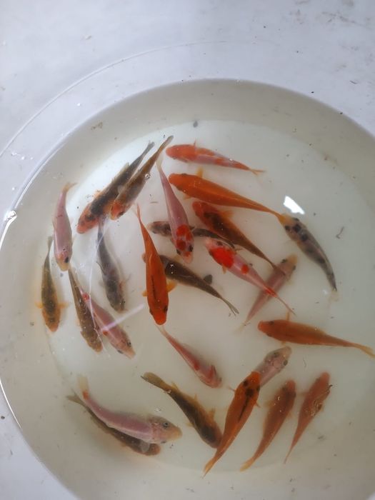 Vând Crapi Koi culori diferite