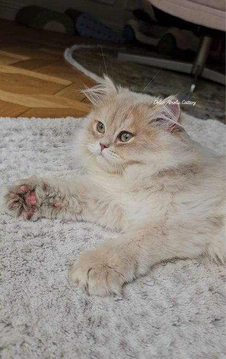 Fetita British Longhair