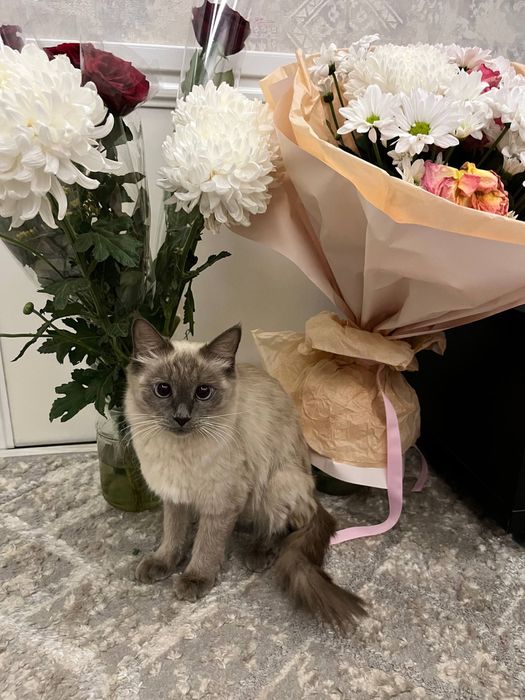 Zotdor Siamskiy mushuk