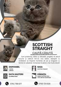 Scottish straight