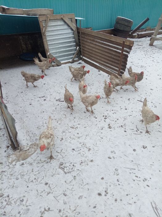 14 штук несушка тауық, 5 штук қаз сатылады