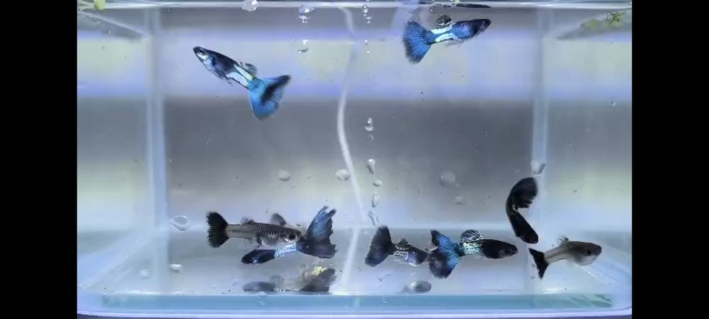 Pești acvariu guppy, gupi, xifo, xipho