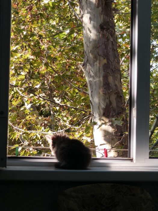 Котёнок , очень ласковая кошечка, Шейла