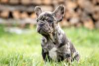 Bulldog francez blue merle