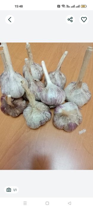 продам чеснок отборный