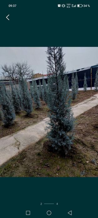 Арча Аризоника Кипарис оригинал