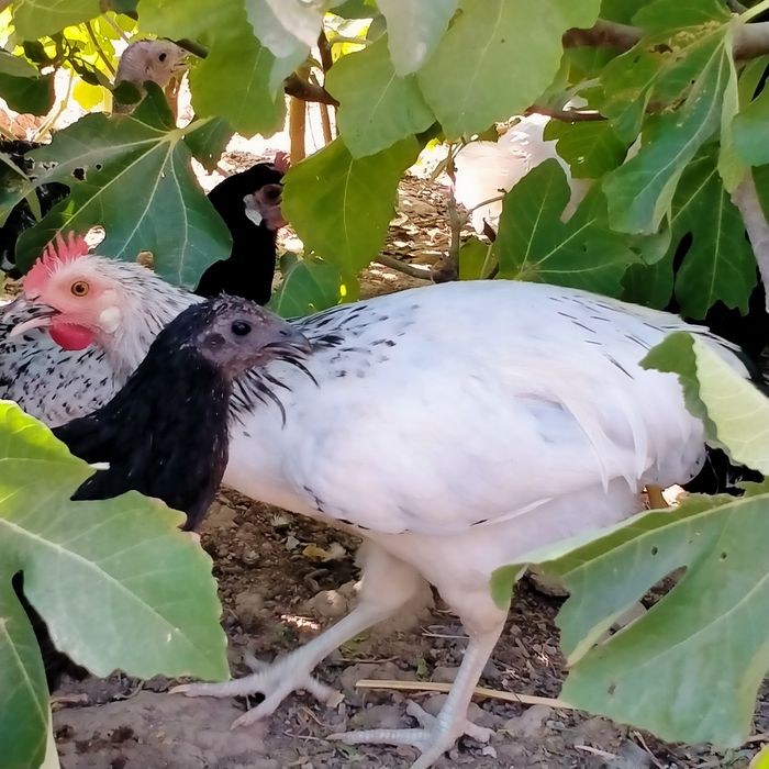 Adler  xoʻroz lakenfelder  xoʻrozlar bor Qora shaxzoda xoʻroz