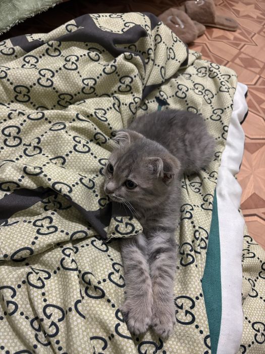 Отдам котенка в хорошие руки