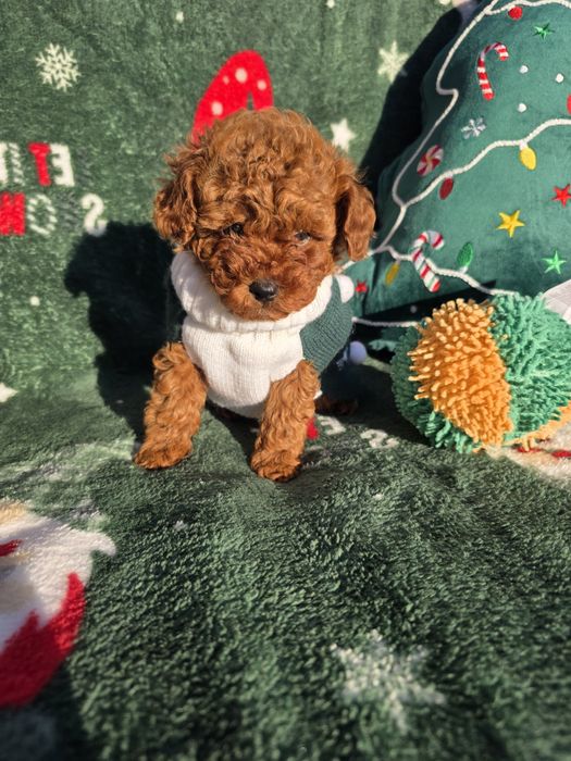 Запазено! Пудел той/Toy poodle/Момчета 100% той