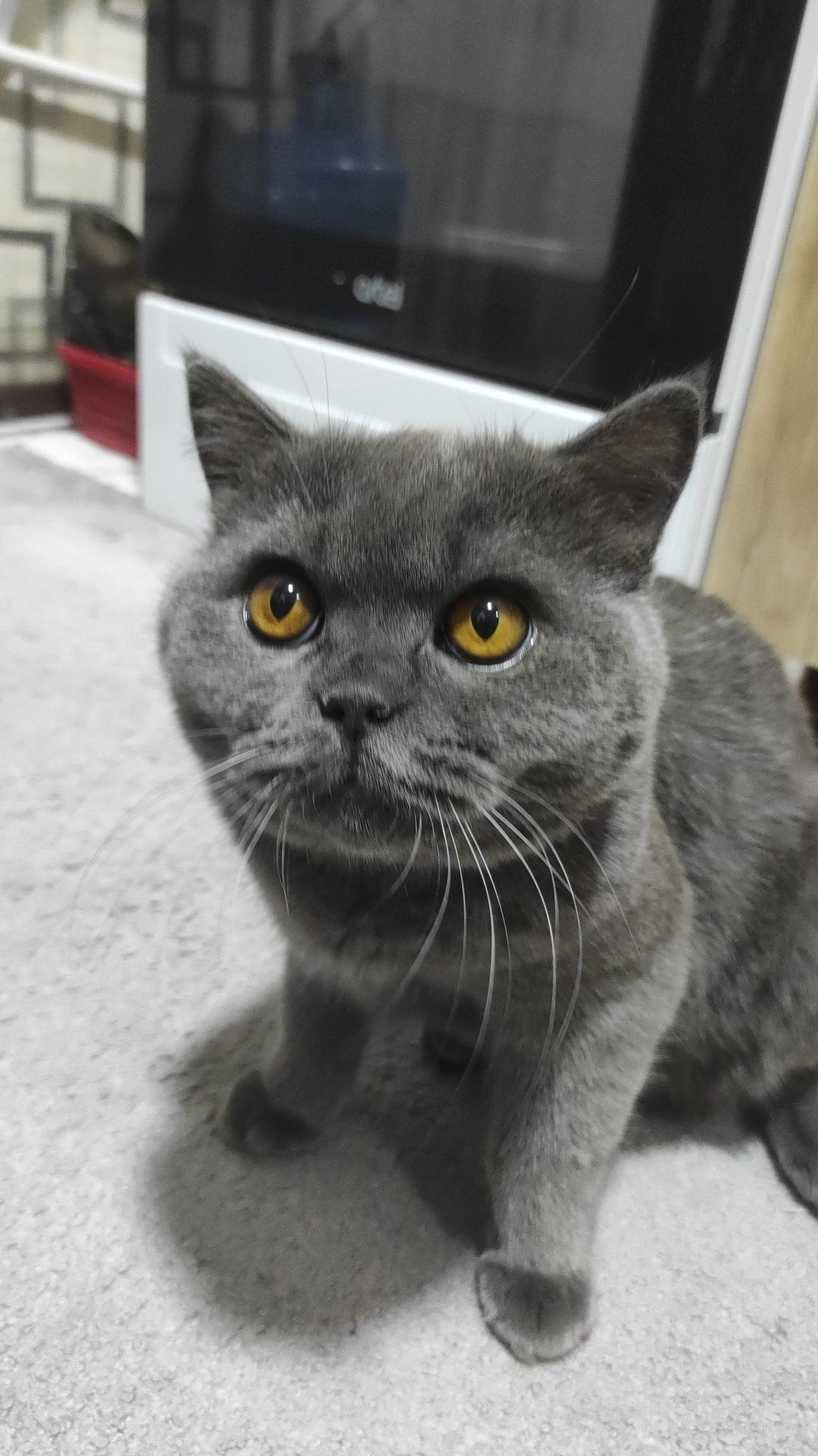 Продам породистых котят