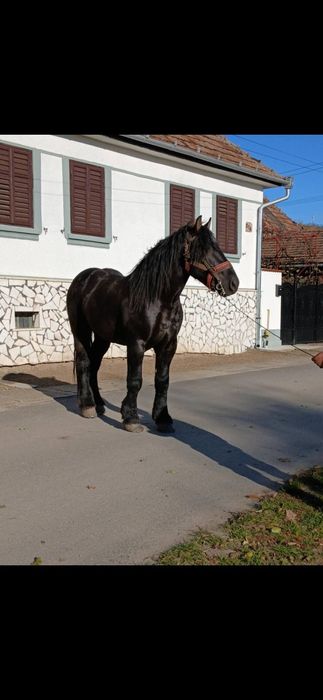 Vând armasar de 3 ani