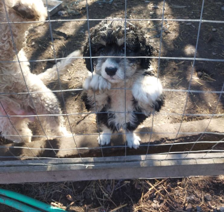 Femela Lagotto 2 luni