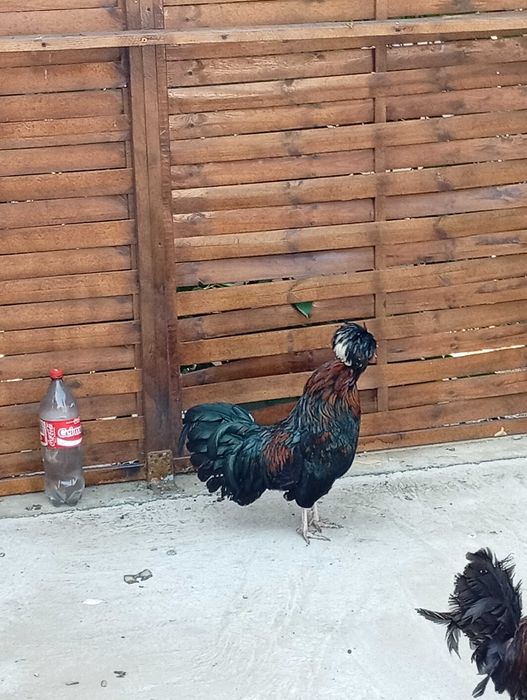 Moțate olandeze cocoși