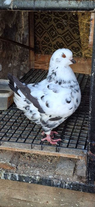 Porumbei king de vanzare