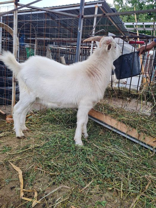 TAP  SAANEN   - tanar din  2025