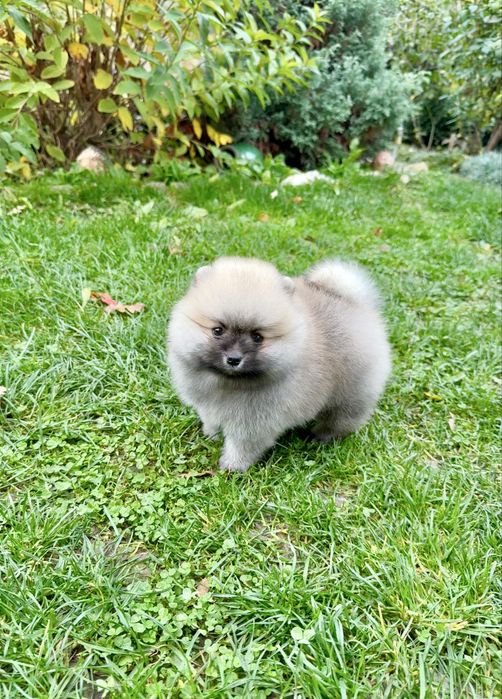 Померан мини момче. Померанче