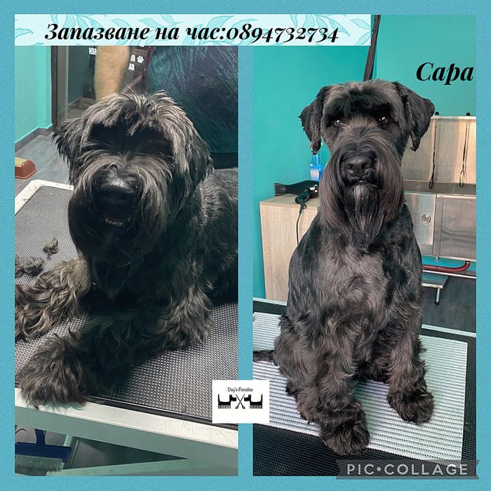 Груминг салон гр.Пловдив