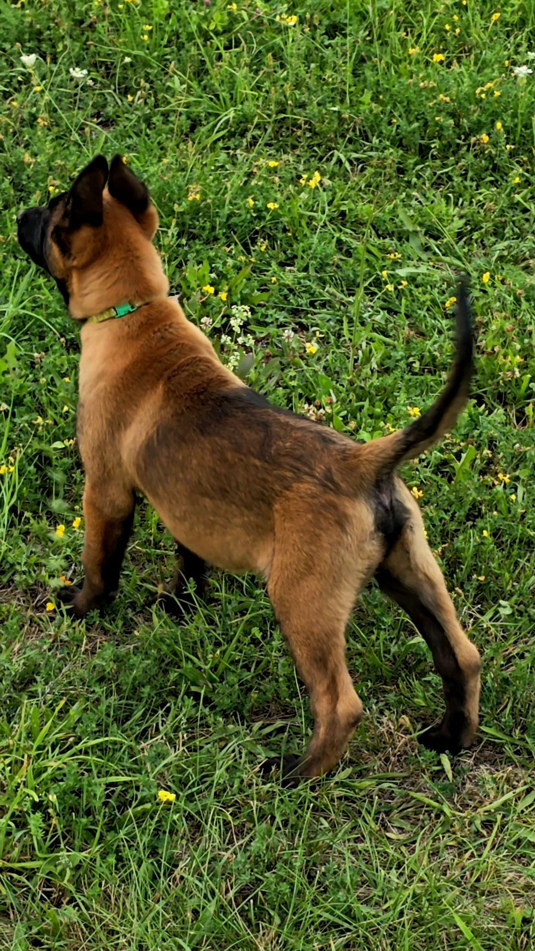 Ciobănesc belgian malinois cu pedigree