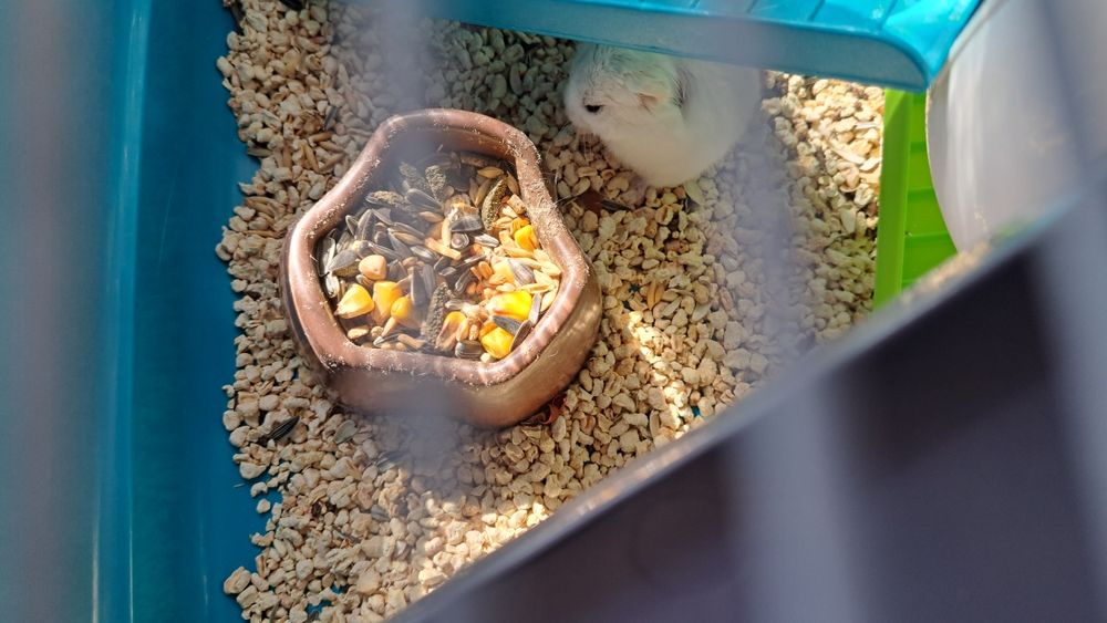 Cușcă cu hamster cu toate accesoriile