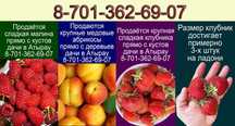 Продаются малина клубника слива айва яблоки груши абрикосы дачи Атырау