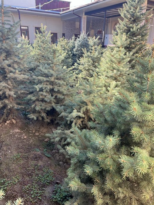 Голубая ель для сада и дачи