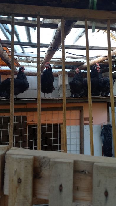 Черные куры на лечение