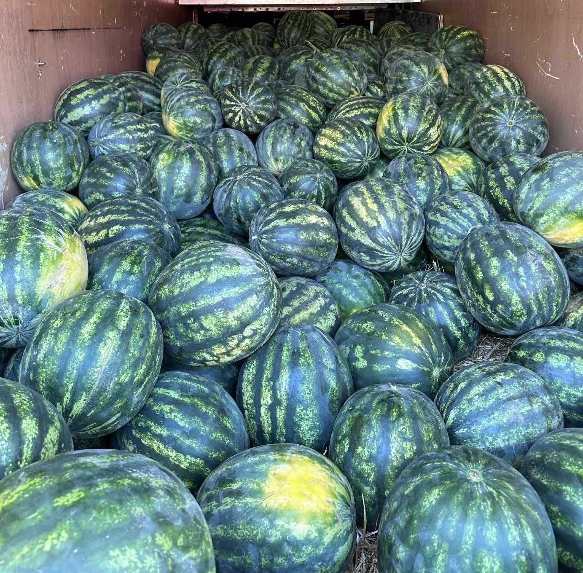 Дини от Любимец с доставка 0,90ст.