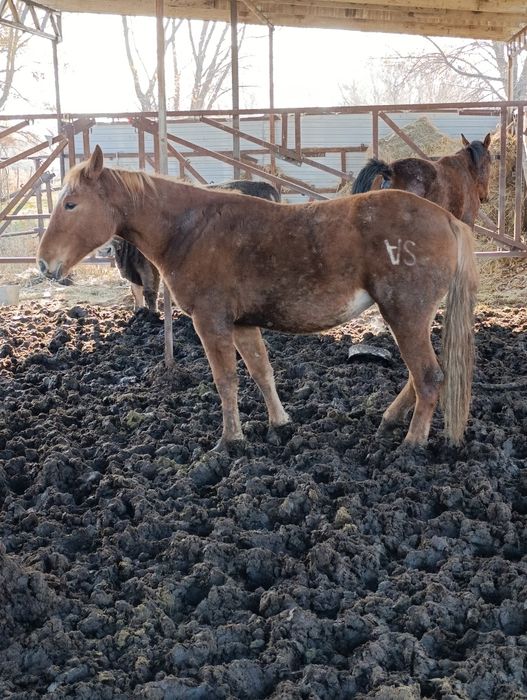 Жылкы . Соғым.Байтал. Тай!