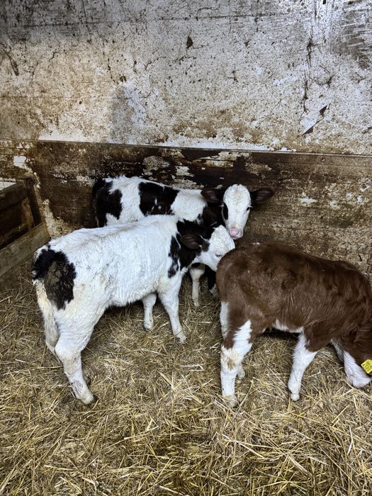 Vand doua vitel si un tauras