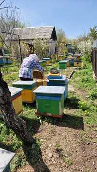 Пчелы, отводки на 5 рамках, цена 21.000 тг.