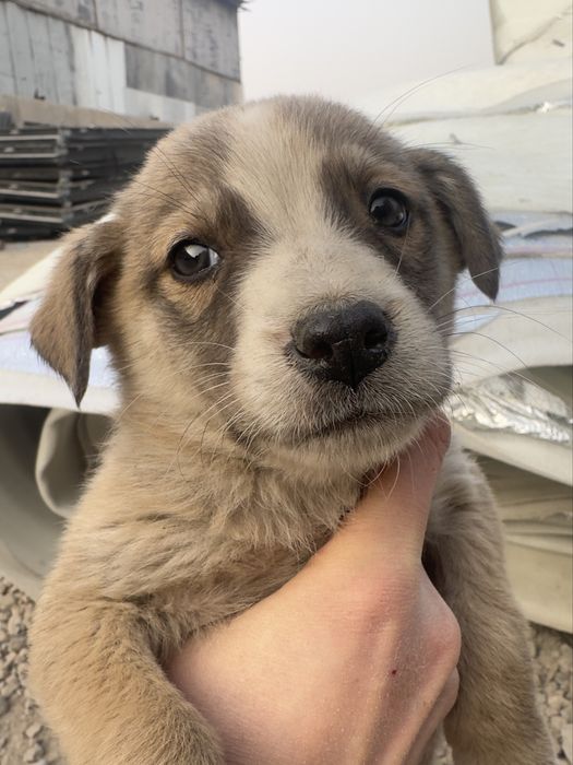 Щеночки в поисках дома!