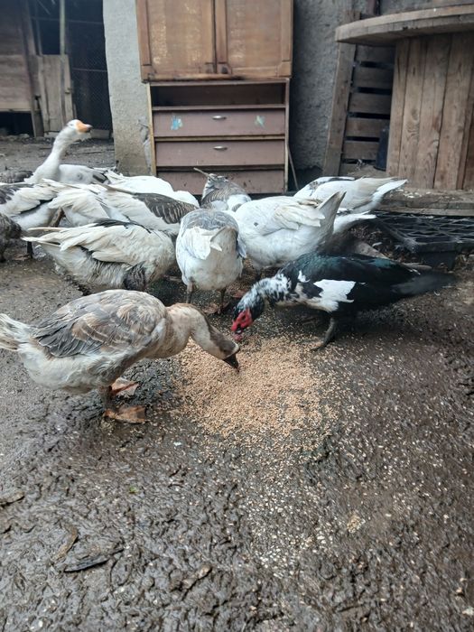 Gâște si rațe de vânzare