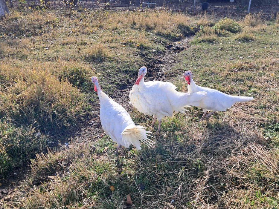 Curci și curcani românești, de anul acesta