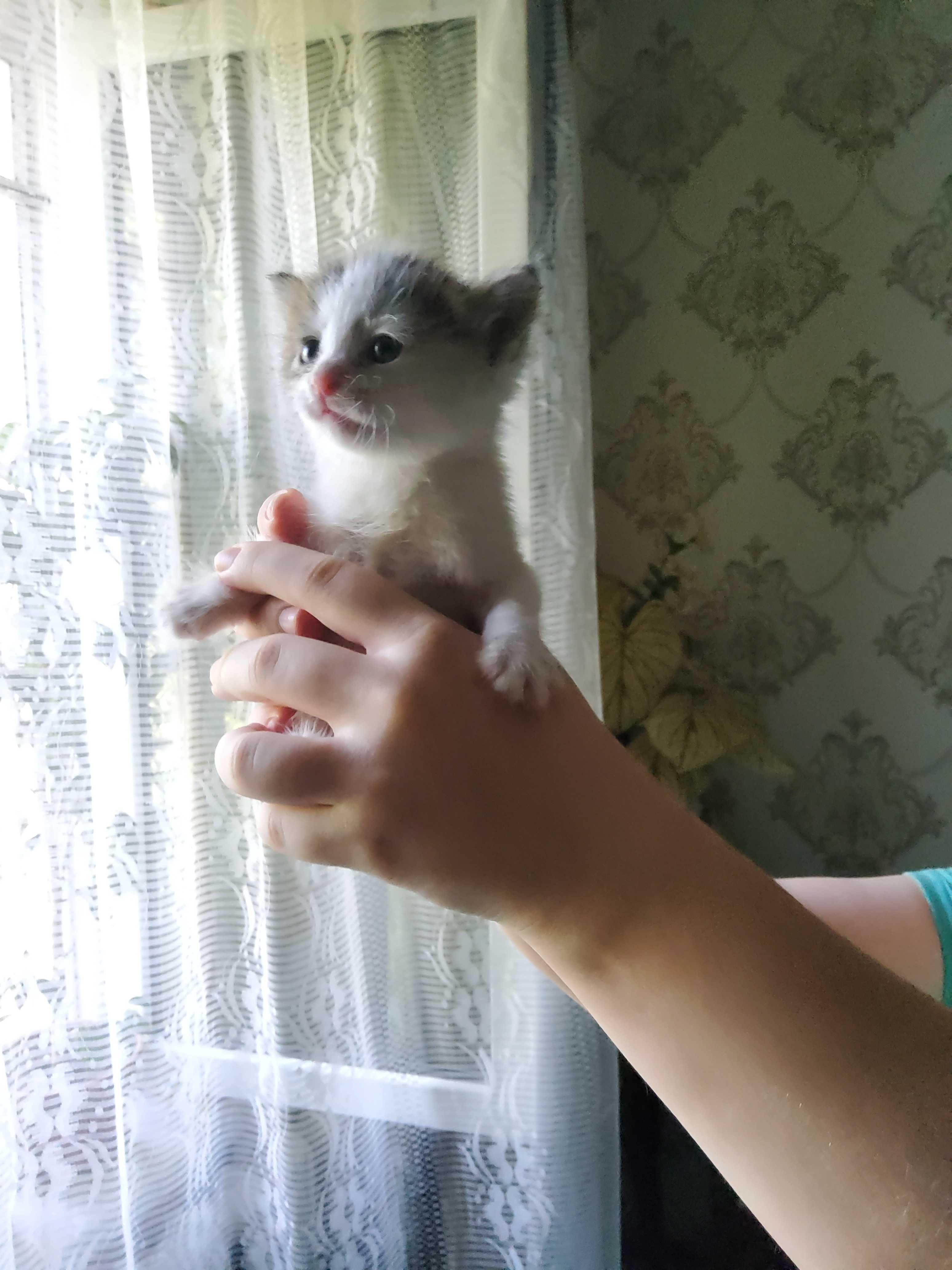 Отдам даром котенка